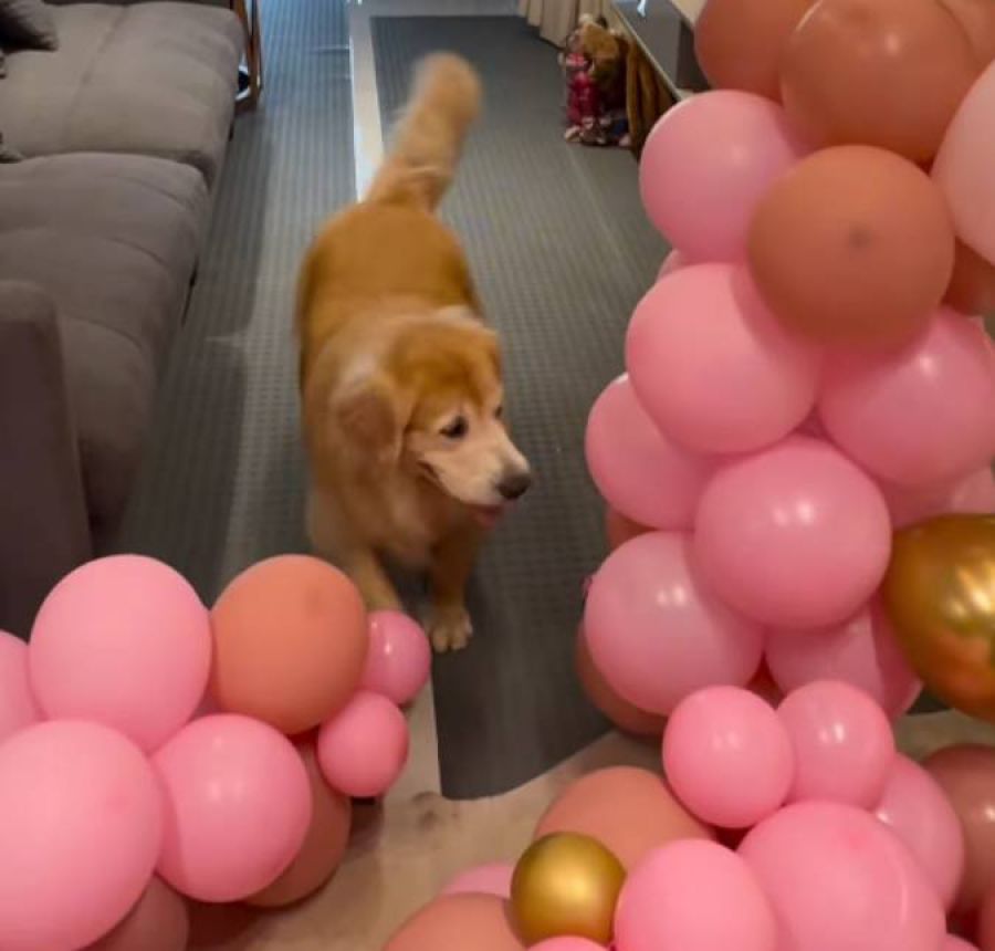 Golden retriever é "contratada" por condomínio para estourar balões e vídeo viraliza