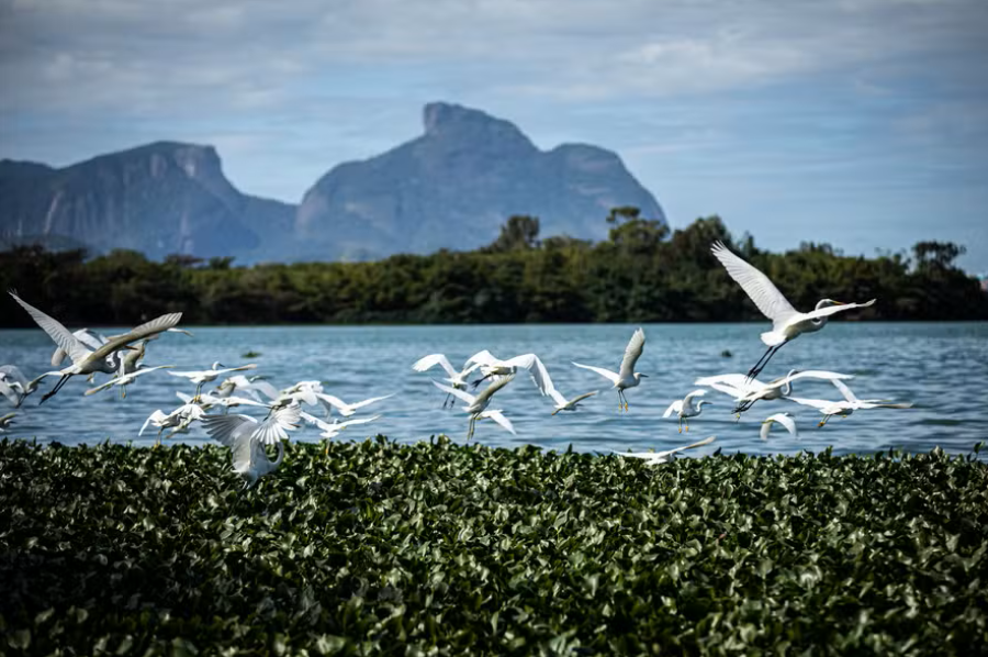 MP recomenda que prefeitura suspenda licença para corte de 900 árvores em área de novo condomínio na Barra da Tijuca
