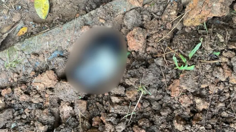 Cadela grávida é enterrada viva em condomínio de Joinville e investigada como maus-tratos