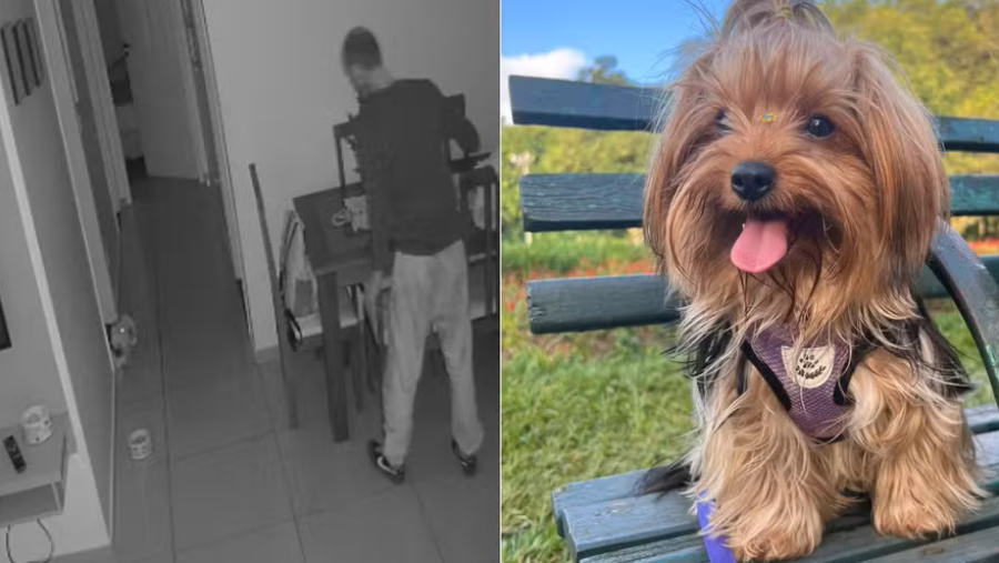 Yorkshire que espantou “ladrão-aranha” em SP vira destaque por atitude escandalosa e impede furto