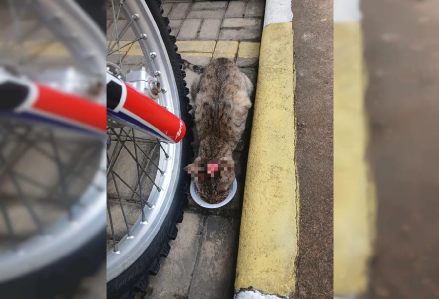 Moradores acusam condomínio em Santo Antônio de Jesus de proibir alimentação e medicação de gato abandonado
