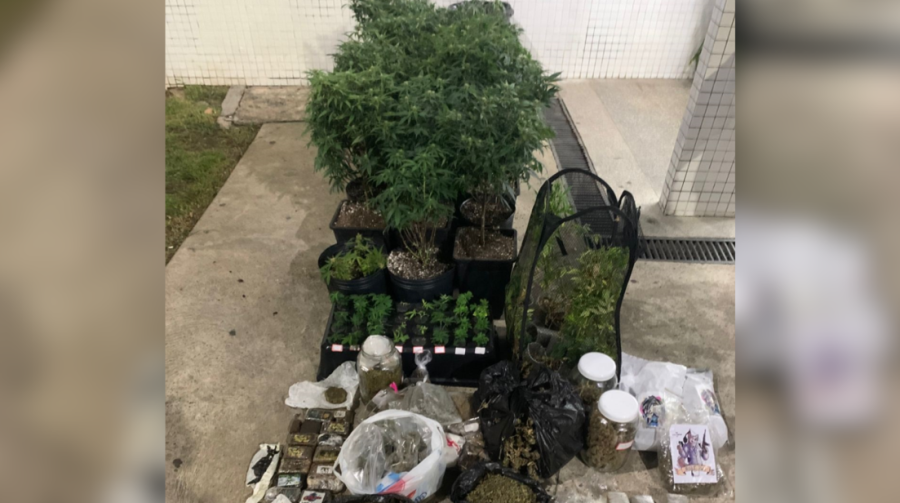 Estufas de maconha são encontradas dentro de apartamento em Salvador (BA)