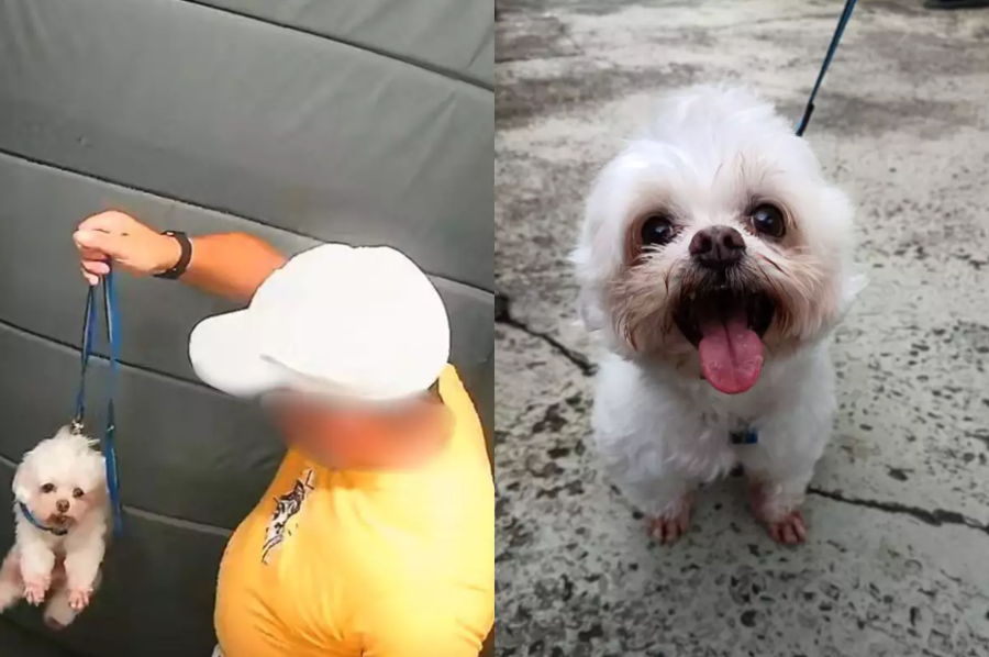 GCM aposentado agride cachorro em elevador de condomínio e é investigado em Praia Grande