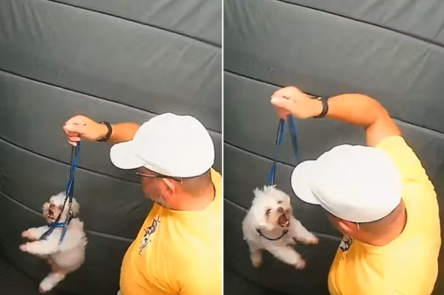 Guarda aposentado que agrediu cachorro em elevador diz que tentava separar briga entre cães
