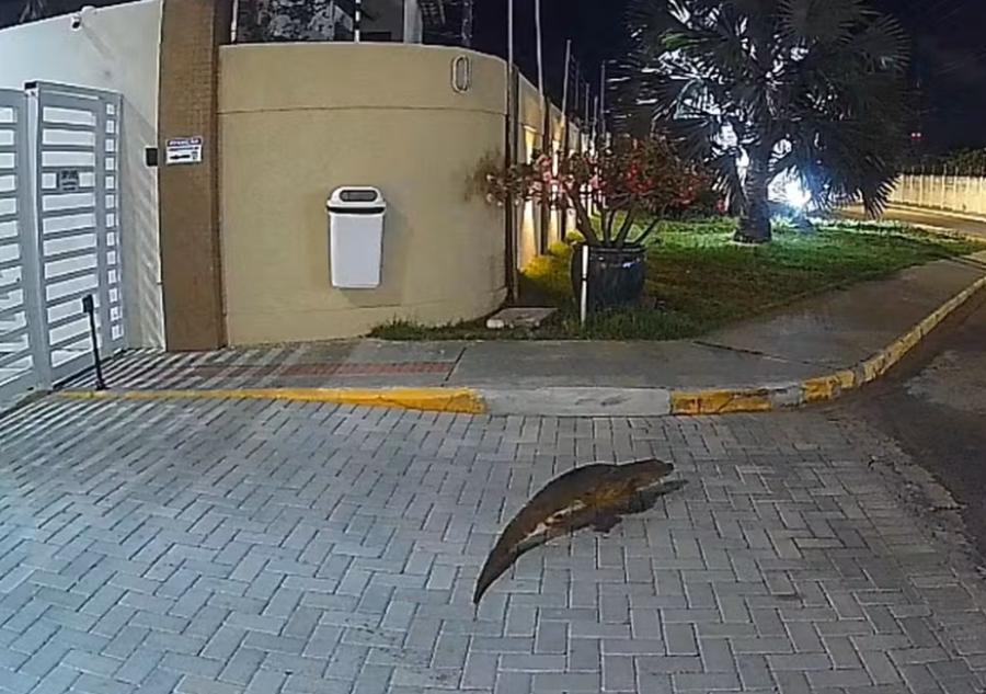 Jacaré é flagrado em frente a condomínio e assusta moradores em Aracaju