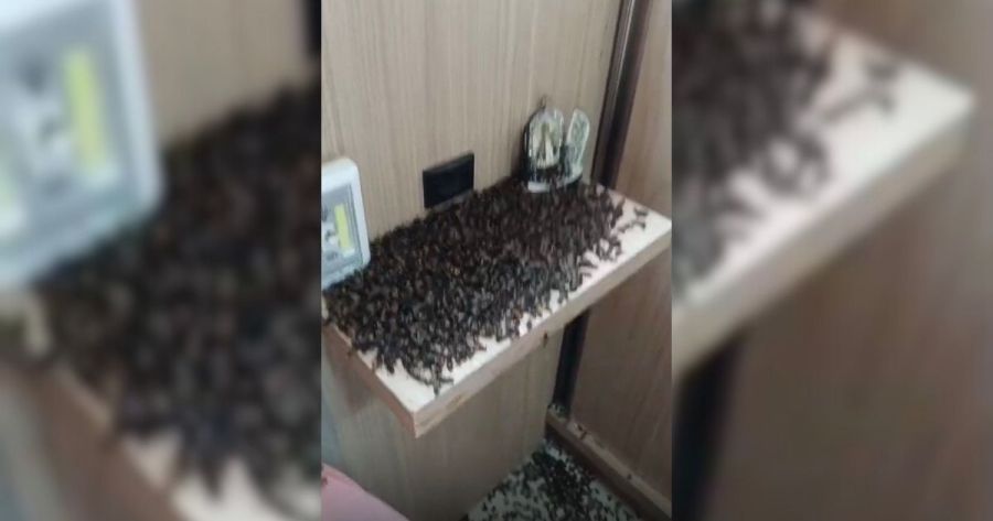 Abelhas invadem cobertura de prédio e assustam moradores em Criciúma (SC)