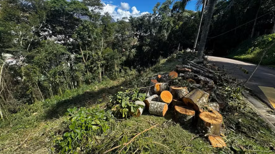 Derrubada de árvores em condomínio de alto padrão em Itaipava gera revolta