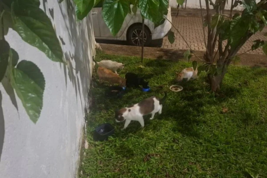 Síndica é acusada de destruir abrigos de 50 gatos em condomínio no DF
