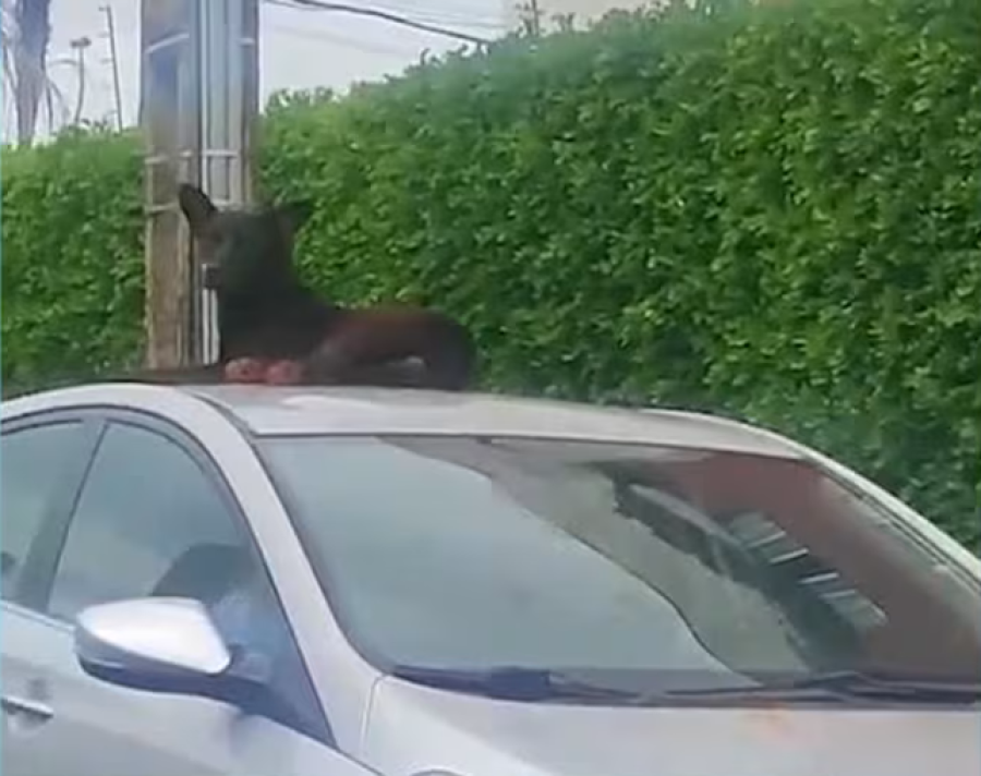 Cachorro invade rotina de condomínio ao dormir sobre carros e pular em moradores