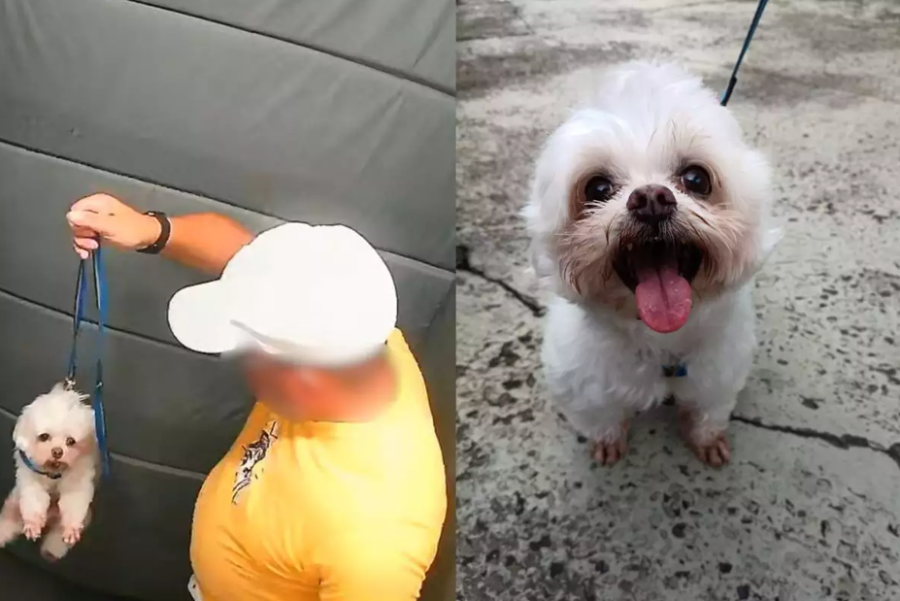 Justiça determina devolução de cachorro à família após caso de agressão em elevador no litoral de SP