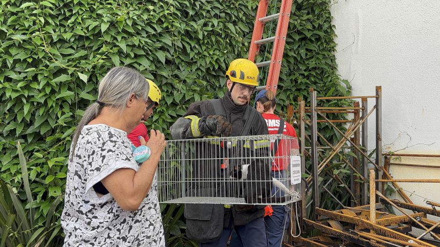 Gato sobrevive após cair de apartamento e mobilizar resgate em criciúma