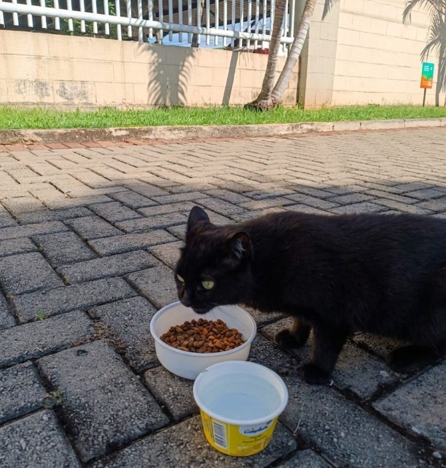 Justiça mantém multa a moradora por alimentar gata em área comum de condomínio em Goiás