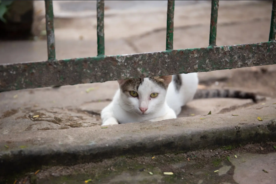 MP recomenda suspensão da captura de gatos em condomínio de Mossoró