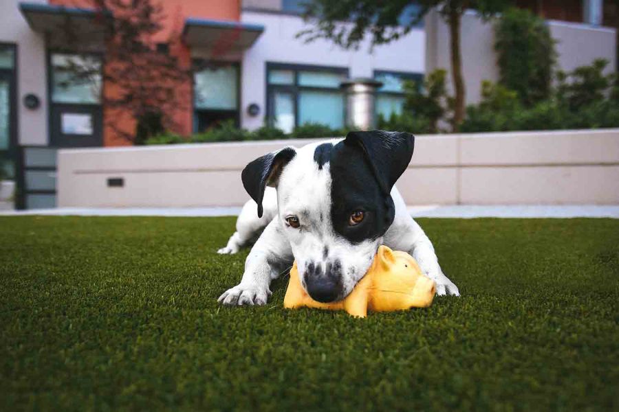 Pets em condomínios exigem regras claras, respeito e atenção à legislação para convivência harmônica