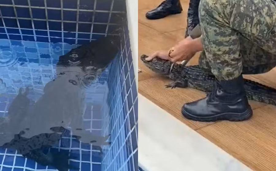 Jacaré aparece nadando em piscina de condomínio em Aldeia e surpreende moradores em PE