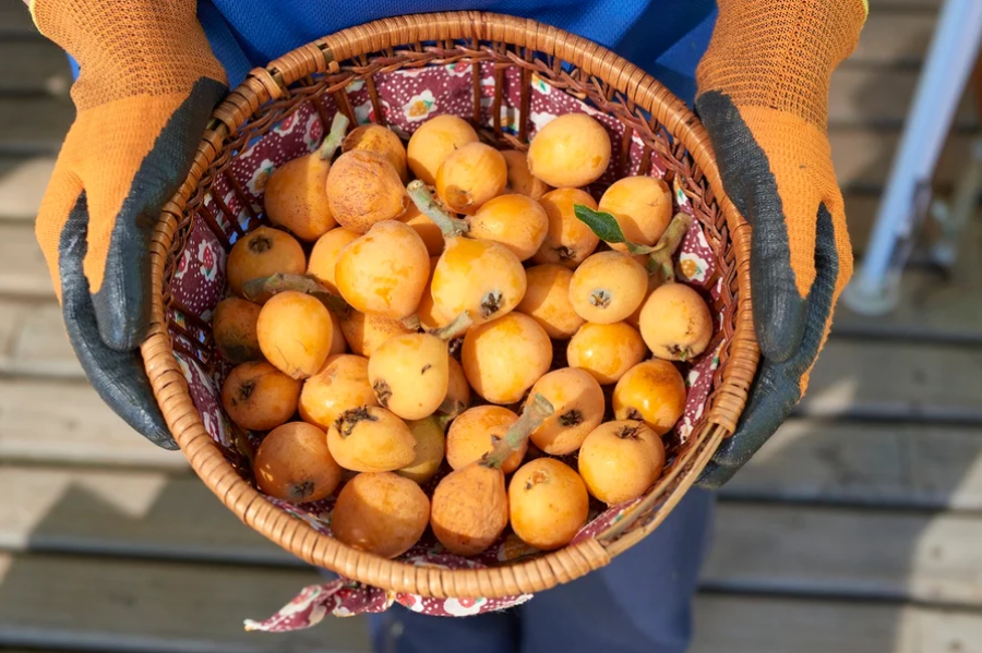 Fruta que ajuda na limpeza do fígado pode ser cultivada em apartamento e ganha destaque