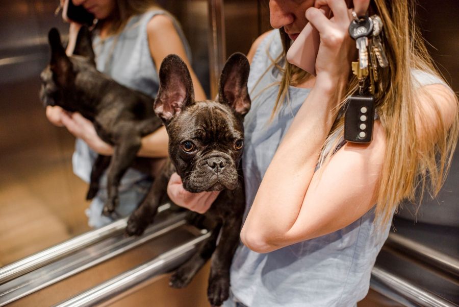 Curitiba aprova aviso obrigatório em elevadores para proteger pets em condomínios