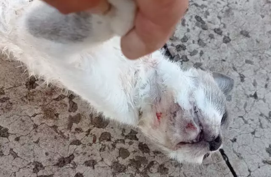 Pitbulls invadem condomínios e matam 12 gatos em 10 dias em Campo Grande