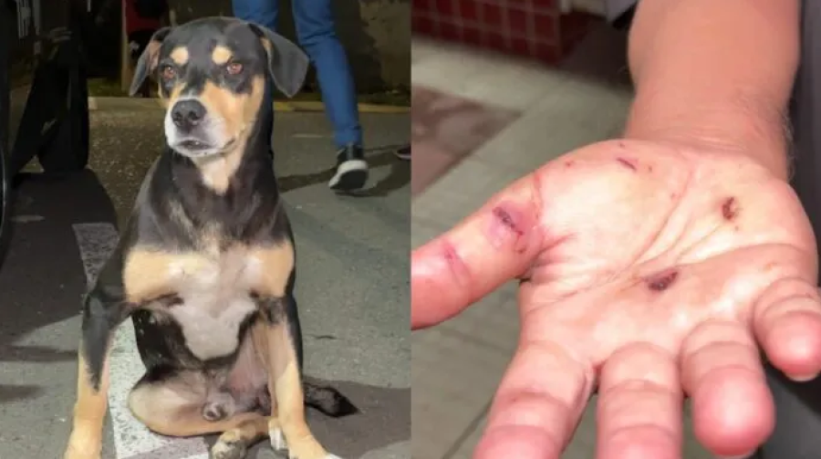 Cão abandonado ataca porteiro e gera medo em moradores de condomínio em Sumaré (SP)