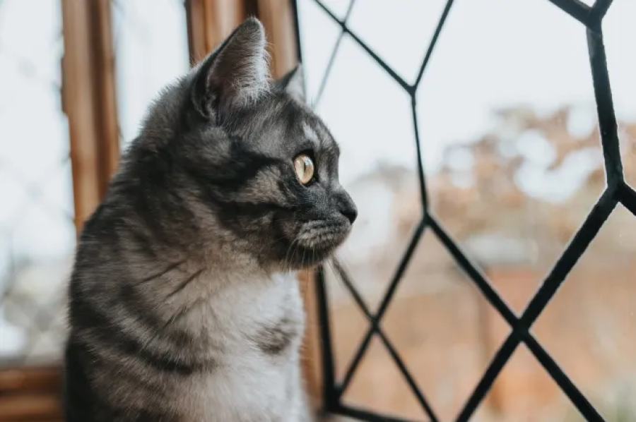 Vacinação de gatos de apartamento é essencial e previne doenças graves