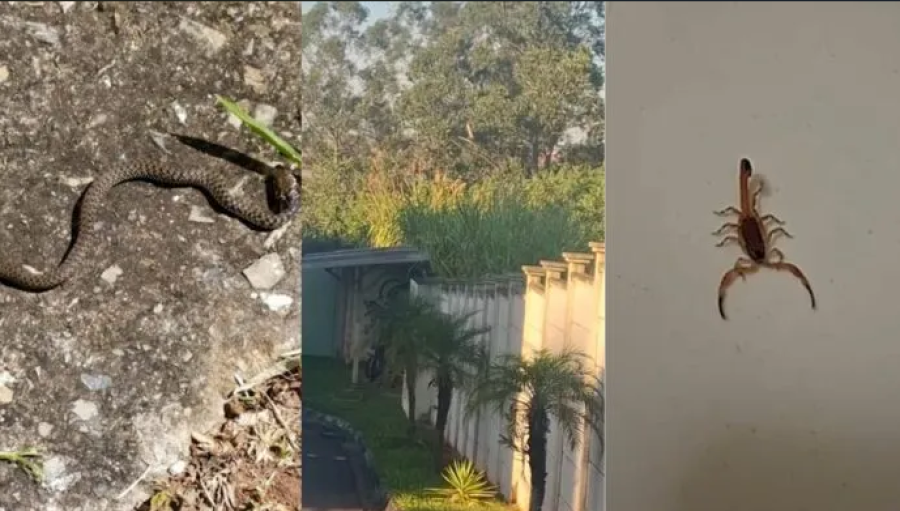 Moradores denunciam infestação de escorpiões em condomínio de Campinas