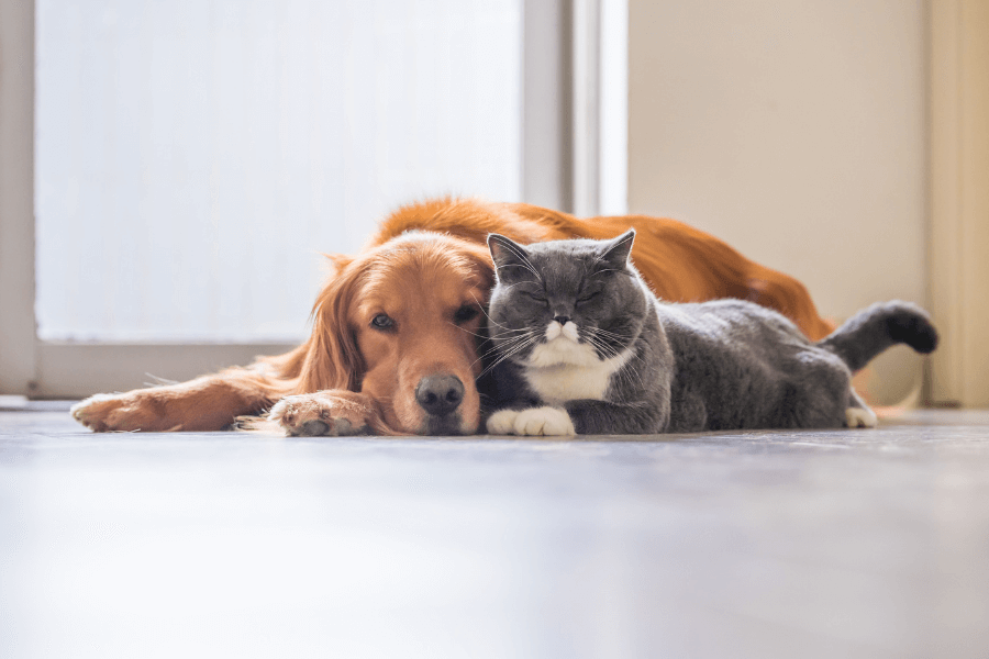 Animais em Condomínio: especialista explica regras sobre pets, barulho e limites em unidades