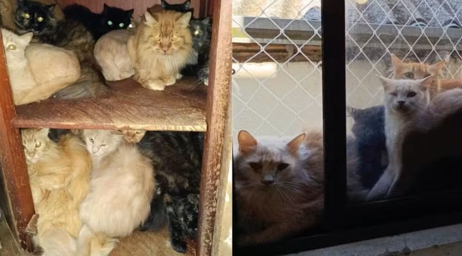 Mais de 400 gatos debilitados são encontrados vivendo em apartamento no Oeste de SC