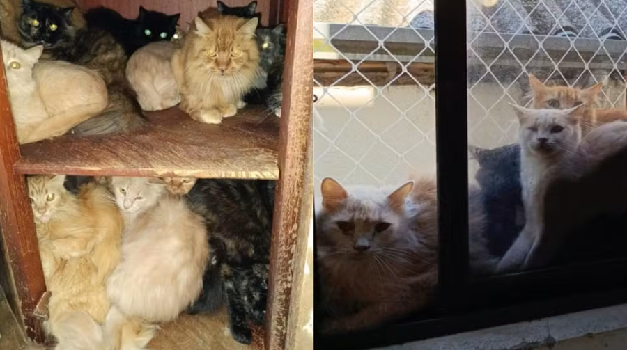 Apartamento com cerca de 400 gatos em condomínio vira alvo de investigação em Santa Catarina