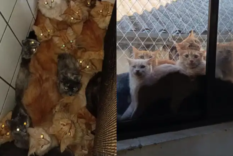 Resgate de 400 gatos em apartamento acende alerta para síndrome de acumulação em condomínios