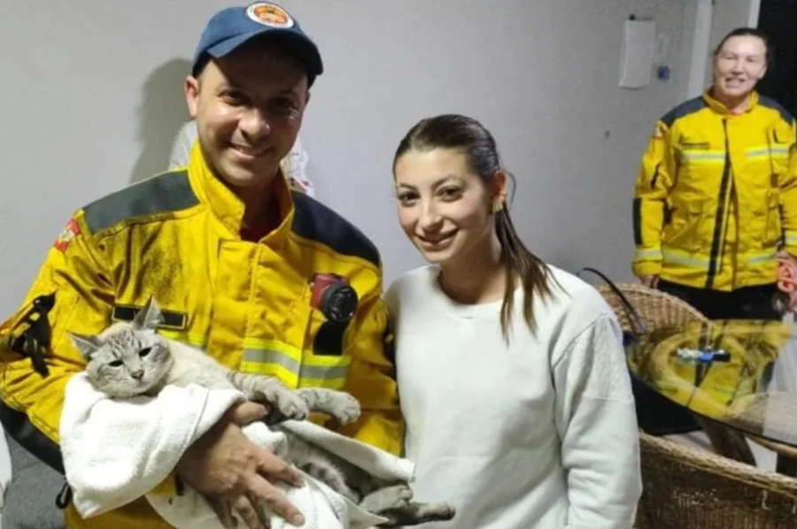 Gato cai do 6º andar e passa horas preso em tubulação de prédio em Santa Catarina