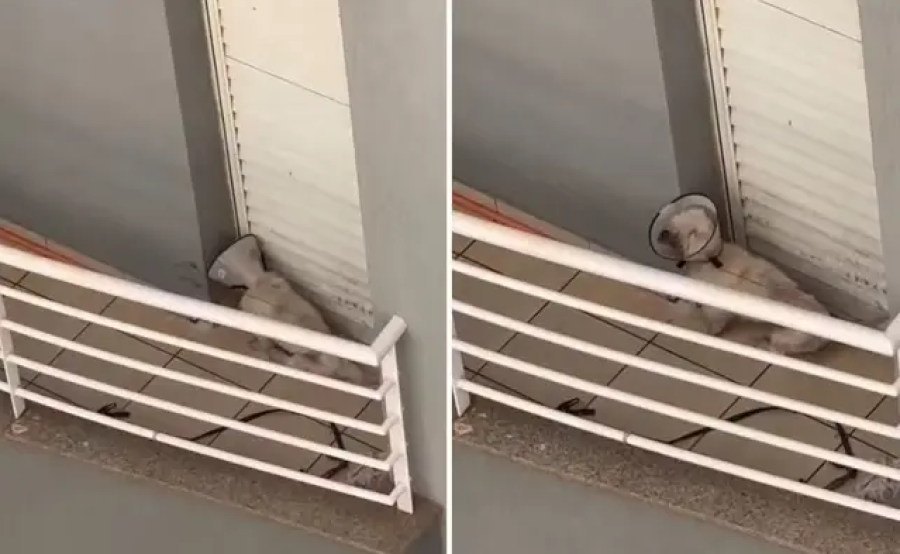 Resgate de cachorro em condomínio gera impasse entre protetores e polícia em Ribeirão Preto