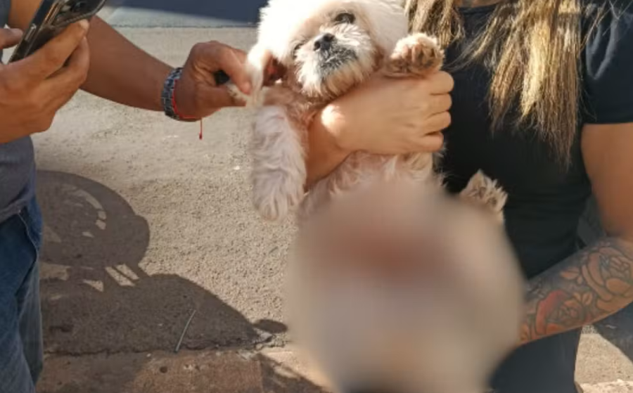 Entenda por que manter cachorro preso em varanda pode configurar maus-tratos
