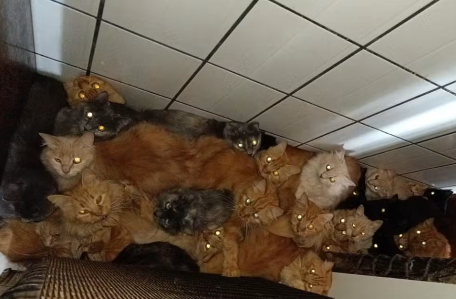Mais de 400 gatos são resgatados de apartamento e operação pode custar R$ 500 mil