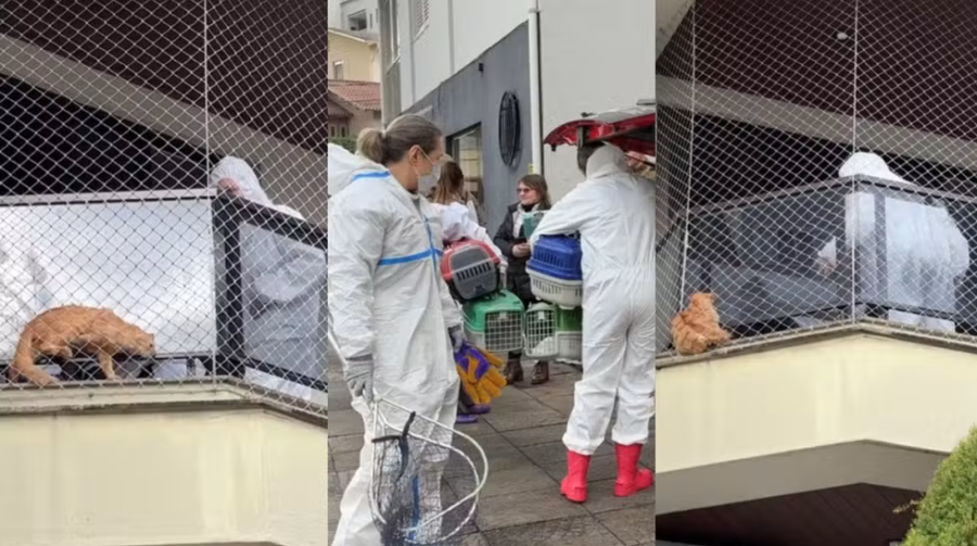 Caso dos 400 gatos: começa operação para resgatar animais aglomerados em apartamento em Santa Catarina