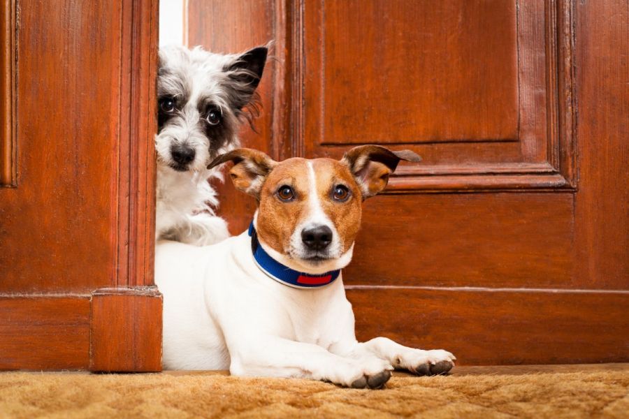 Pets em condomínios exigem equilíbrio entre convivência, regras e bem-estar animal