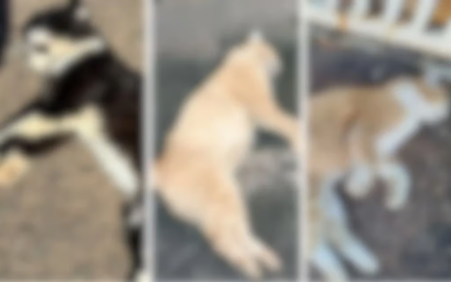 Justiça condena condomínio a proteger gatos comunitários após envenenamento em massa em Cuiabá