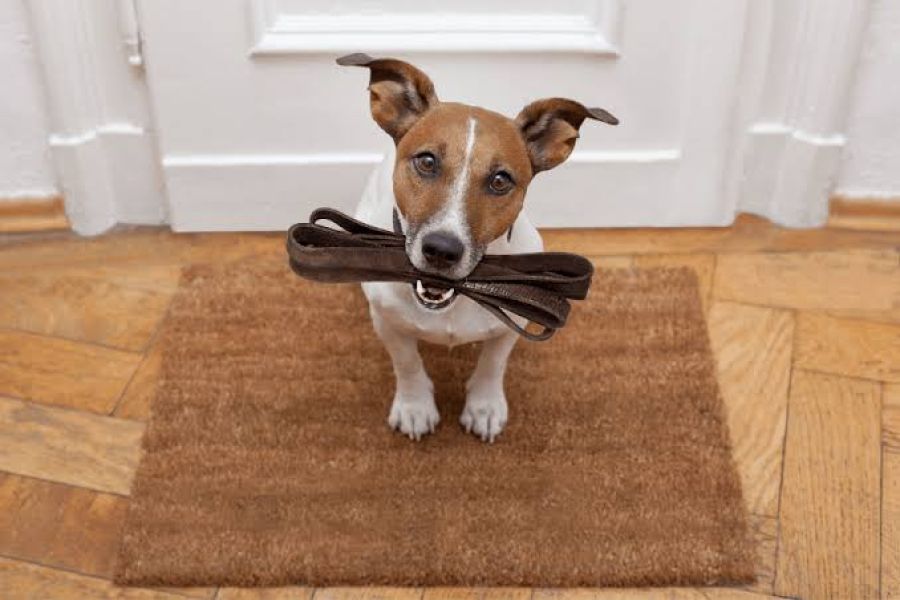 Conflitos por pets em condomínios crescem e já representam 11% das disputas entre vizinhos