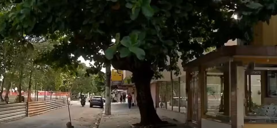 Árvore de grande porte invade apartamentos e preocupa moradores de condomínio em Belém