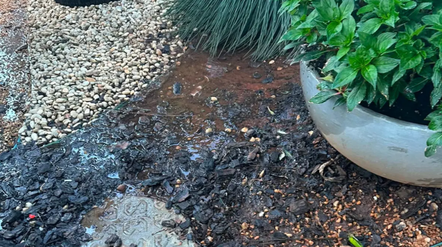 Síndica é denunciada por manter jardim encharcado para afastar cães em condomínio de Goiânia