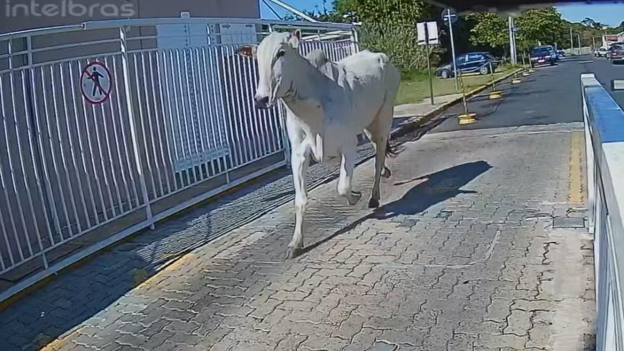 Vaca invade condomínio residencial em Mogi Mirim e surpreende moradores