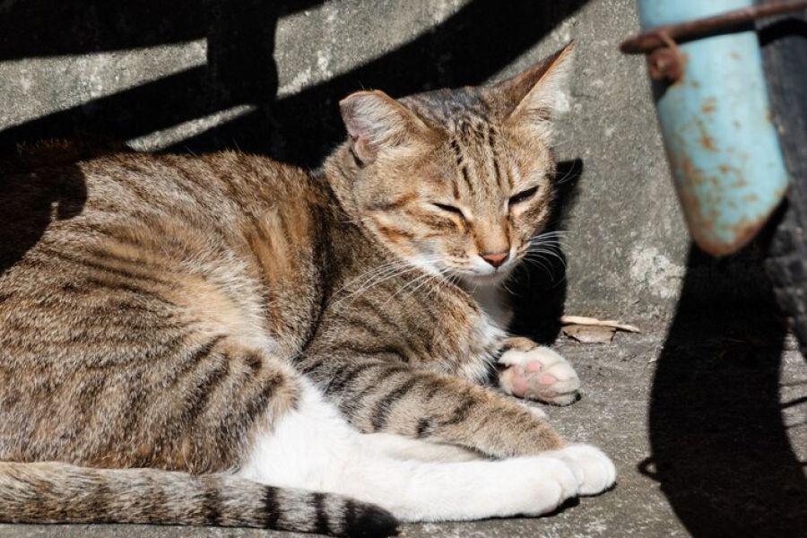 Moradores denunciam morte de gatos em condomínio por suspeita de envenenamento