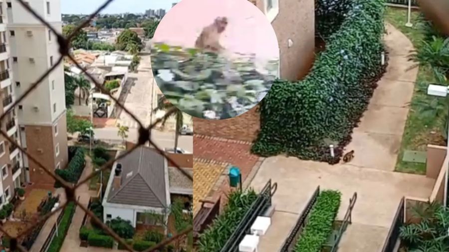 Macaco invade condomínio e provoca correria entre moradores em Campo Grande