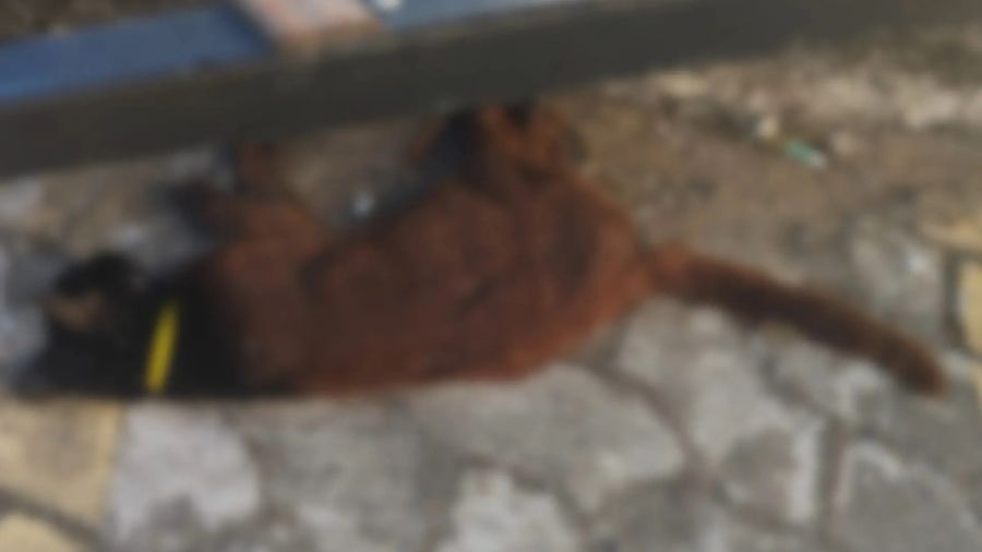 Polícia investiga morte de gatos em condomínio e apura suspeita de envenenamento no ES