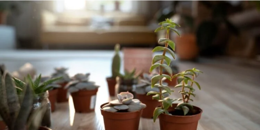 5 plantas ideais para apartamentos: opções resistentes e fáceis de cuidar