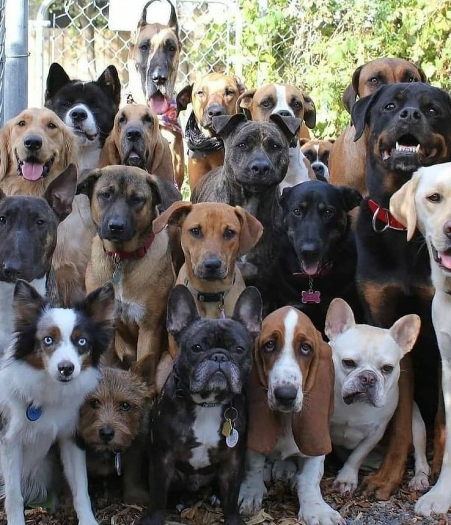 Ajuste de limite: Justiça determina redução na quantidade de cães em residência