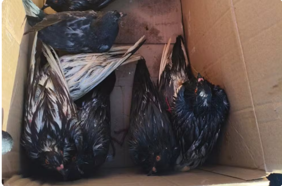 Cerca de 60 pombos são encontrados descartados em saco de lixo de prédio em MS
