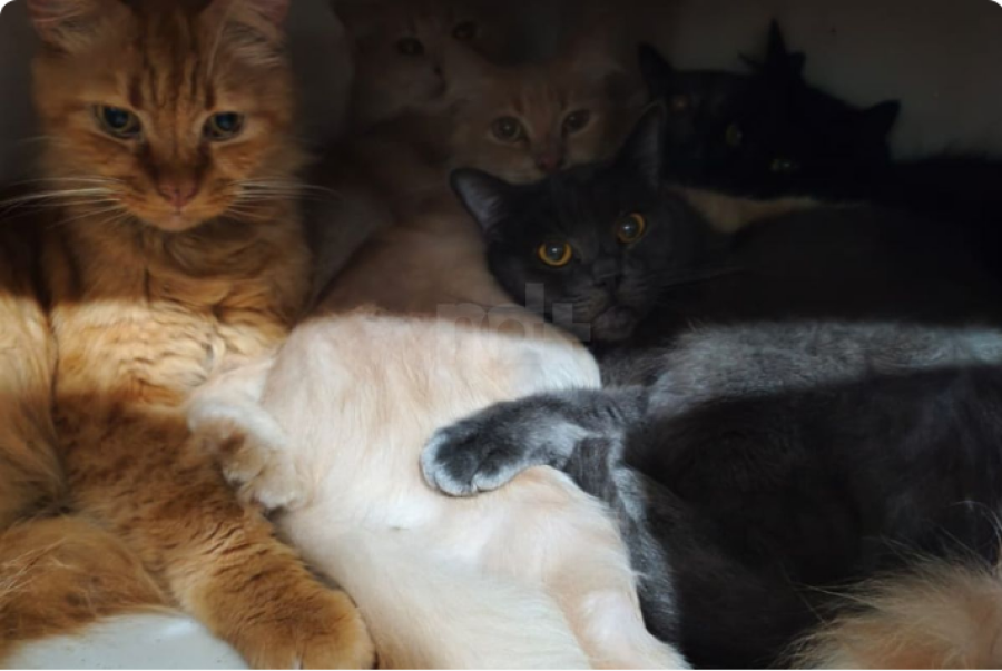 Mais de 200 gatos são resgatados de apartamento superlotado em Santa Catarina