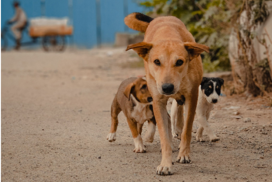 Cão comunitário em condomínio: quem é responsável pelos cuidados e por eventuais danos?