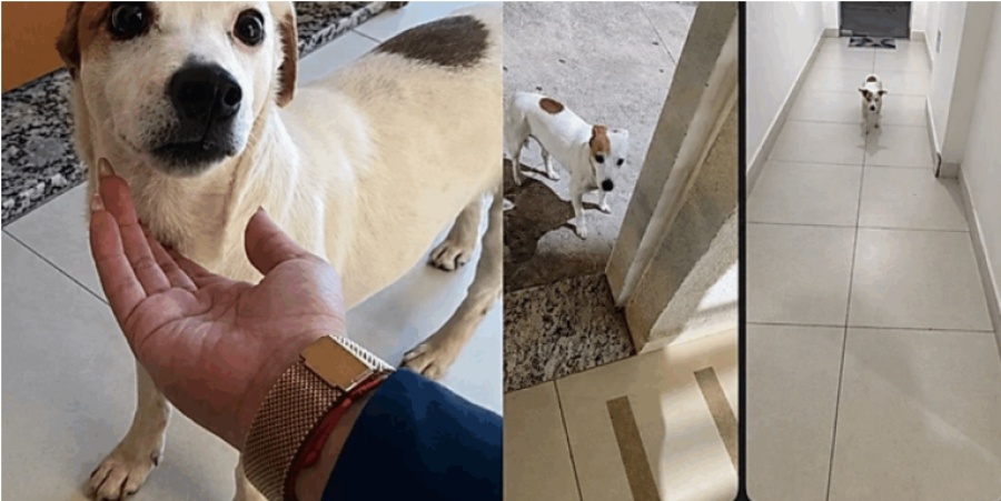 Cachorrinha fujona vira sensação em condomínio após escapar de casa várias vezes