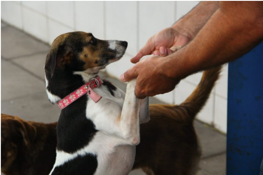 Comissão aprova circulação de animais domésticos em áreas comuns de condomínios